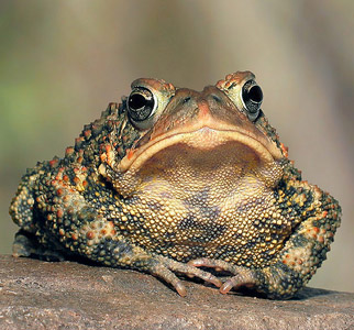 Статуси про жабу