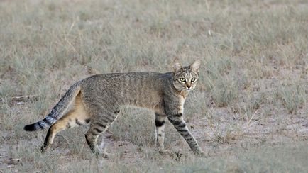 Pasul pisica sau pisica pisica (felis libyca)