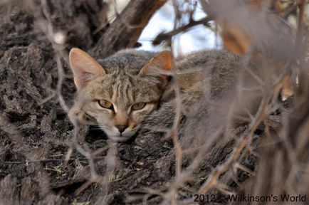 Степовий кіт, або плямиста кішка (felis libyca)