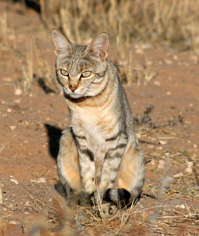 Pasul pisica sau pisica pisica (felis libyca)