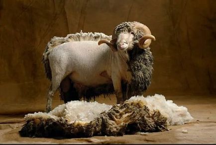 Strângerea condițiilor de tuns de oi și când să o conduci