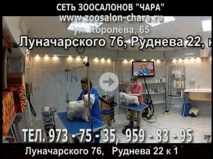 Kutyakozmetika, Pet szőrtelenítés szolgáltatások St. Petersburg