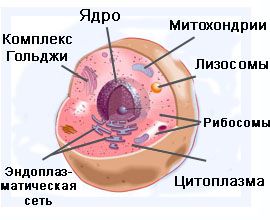 sejt szerkezete - részletek