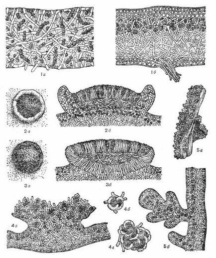 Structura lichenilor