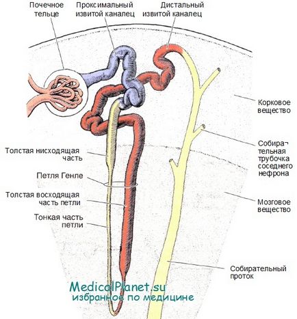 Будова ниркового тільця - нефрона