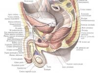 Structura imaginilor și fotografiilor de prostată