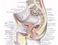 Structura imaginilor și fotografiilor de prostată