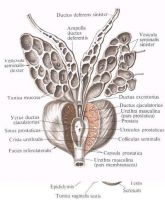 Structura imaginilor și fotografiilor de prostată