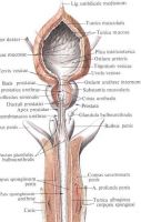 Structura imaginilor și fotografiilor de prostată