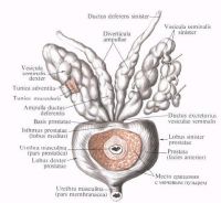 Будова простати малюнки і фото