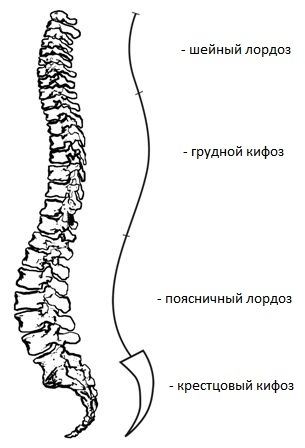 Наведа, кифоза, kyphoscoliosis и болест Scheuermann му - причината за Мау