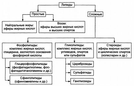 Вільні жирні кислоти