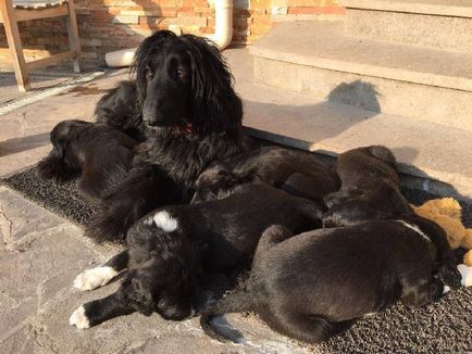Taigan - rase de câini de câini - creșterea câinilor