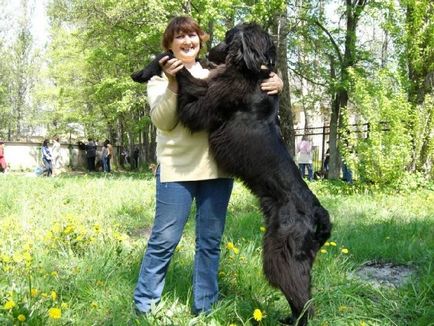 Тайган - породи хортів - собаківництво