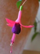 Танцюючий квітка - фуксія, як позбутися від попелиці, добрива для рослин
