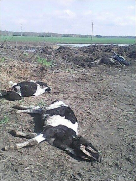 Vițeii se îneacă în gunoi de grajd, sunt rupți de câini din cauza lipsei de hrănire pe regiunea gomelului care suferă de animale