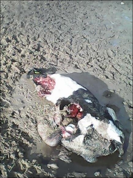 Vițeii se îneacă în gunoi de grajd, sunt rupți de câini din cauza lipsei de hrănire pe regiunea gomel suferă de animale