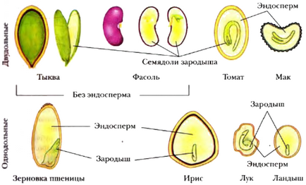 Тема 4 - насіння, освітній портал гімназії №14