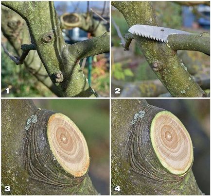 Техніки обрізки дерев і чагарників