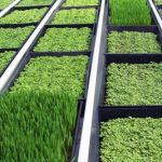 Технологія вирощування зелені методом гідропоніки