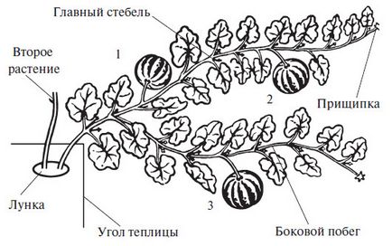 Гарбуз вирощування і догляд у відкритому грунті насінням