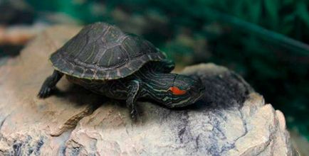 Tympania în simptomele și tratamentul țestoaselor cu broască roșie