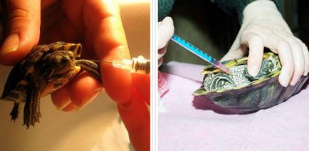 Тимпания у красноухой черепахи симптоми і лікування