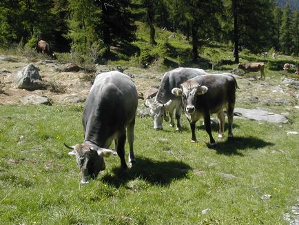 Rasă tiroleză de bovine