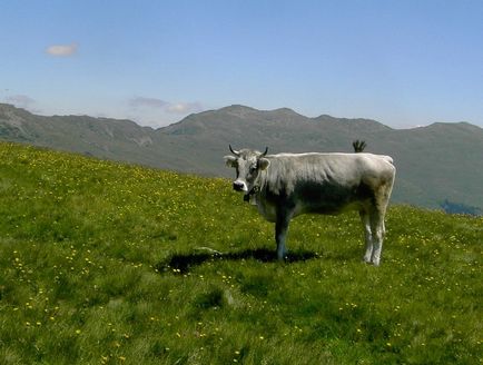 Rasă tiroleză de bovine