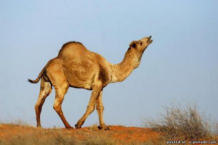 Те, що ви не знали про верблюдів - 30 фото - картинки - фото світ природи