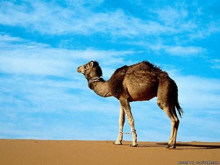 Те, що ви не знали про верблюдів - 30 фото - картинки - фото світ природи