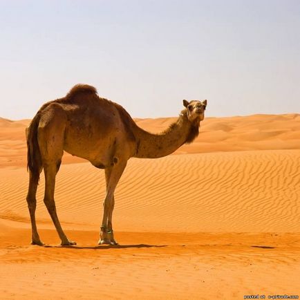 Те, що ви не знали про верблюдів - 30 фото - картинки - фото світ природи
