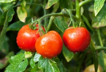 Tomate pentru sere cele mai bune soiuri de tomate sunt recenzii bune în 2017, care a pus cel mai mult Stam