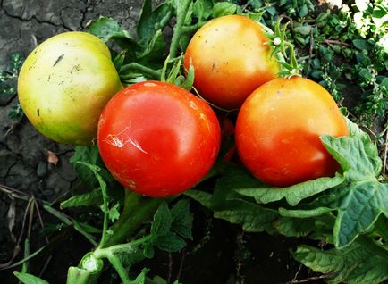 Tomate pentru sere cele mai bune soiuri de tomate sunt recenzii bune în 2017, care a pus cel mai mult Stam