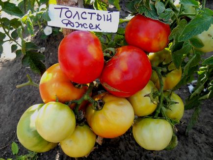 Tomate pentru sere cele mai bune soiuri de tomate sunt recenzii bune în 2017, care a pus cel mai mult Stam