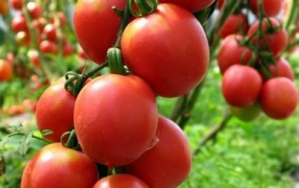 Roșiile pentru seră cele mai bune note comentarii 2017 tomate sunt bune, ce să planteze, cele mai ștampilarea și