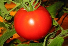 Tomate pentru sere cele mai bune soiuri de tomate sunt recenzii bune în 2017, care a pus cel mai mult Stam