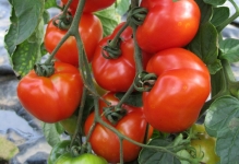 Томати для теплиці кращі сорти відгуки 2017 помідори хороші, які садити, самі штамбові і