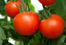 Tomate pentru sere cele mai bune soiuri de tomate sunt recenzii bune în 2017, care a pus cel mai mult Stam