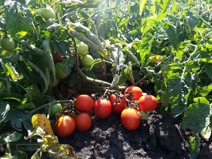 Tomate pentru sere cele mai bune soiuri de tomate sunt recenzii bune în 2017, care a pus cel mai mult Stam