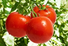 Tomate pentru sere cele mai bune soiuri de tomate sunt recenzii bune în 2017, care a pus cel mai mult Stam