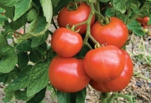 Tomate pentru sere cele mai bune soiuri de tomate sunt recenzii bune în 2017, care a pus cel mai mult Stam