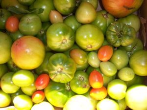 Tomatele sunt un cadou al unei descrieri de basm a unui soi de roșii de maturare timpurie și a caracteristicilor fructelor în care se află