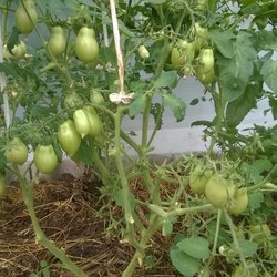 Tomate clopot descriere Rusă a soiului, recenzii, fotografii