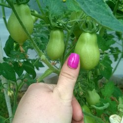 Tomate clopot descriere Rusă a soiului, recenzii, fotografii