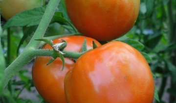 Tomato Sanka și analogii săi cu cea mai bună rezistență la boli!