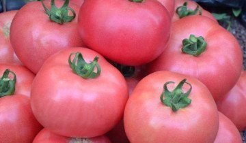 Tomato Sanka și analogii săi cu cea mai bună rezistență la boli!