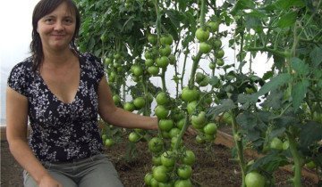 Tomato Sanka și analogii săi cu cea mai bună rezistență la boli!