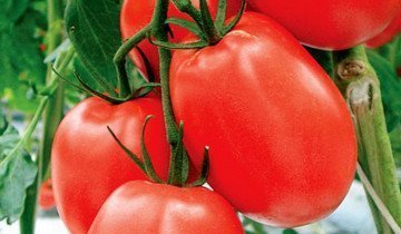 Tomato Sanka și analogii săi cu cea mai bună rezistență la boli!