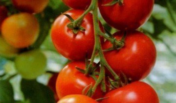 Tomato Sanka și analogii săi cu cea mai bună rezistență la boli!